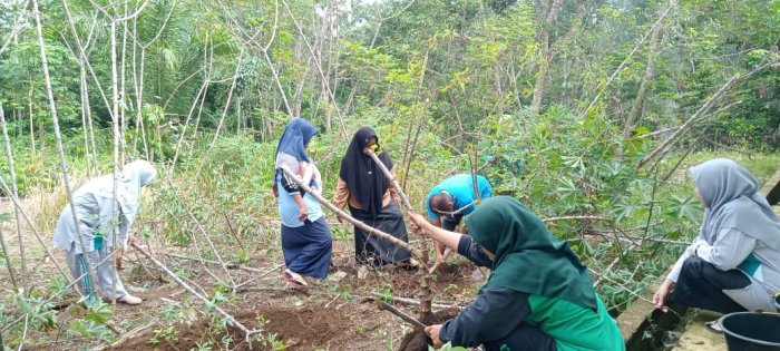 Dewan Guru MIN 1 Tebo Panen Singkong di Kebun Madrasah Dewan Guru MIN 1 Tebo Panen Singkong di Kebun Madrasah