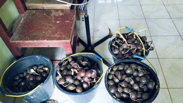 Dewan Guru  MIN 1 Tebo Panen Jengkol Sebagai Hasil Kebun Diarea Madrasah