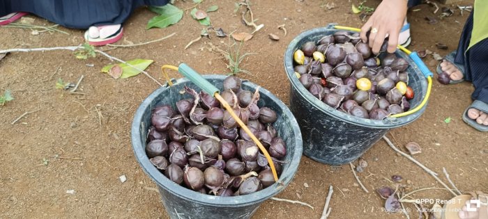 Jengkol Tumbuh Subur Di Area Madrasah dan Jadi Menu Favorit di MIN 1 Tebo