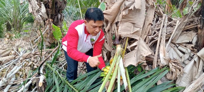 Dewan Guru MIN 1 Tebo Panen Buah Pisang di Area Belakang Madrasah