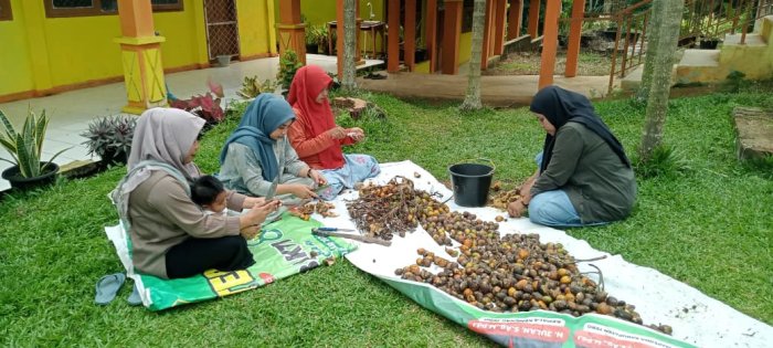 Dewan Guru MIN 1 Tebo Olah Hasil Kebun Pinang di Lingkungan Madrasah