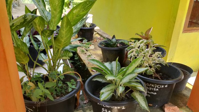 Dewan Guru MIN 1 Tebo Rutin Rawat Tanaman Bunga di Lingkungan Madrasah Dewan Guru MIN 1 Tebo Rutin Rawat Tanaman Bunga di Lingkungan Madrasah