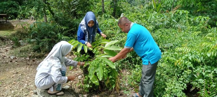 Dewan Guru MIN 1 Tebo Pantau Pertumbuhan Pohon Matoa di Lingkungan Madrasah